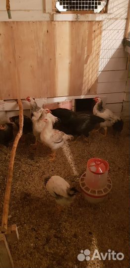 Юрловская голосистая