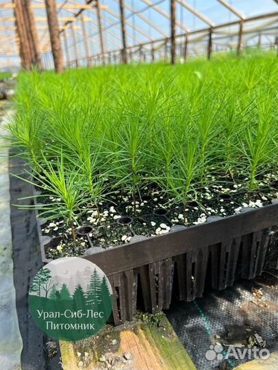 Сеянцы зкс Сосна окс Ель Лиственница Горная