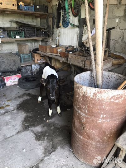 Теленок бычек