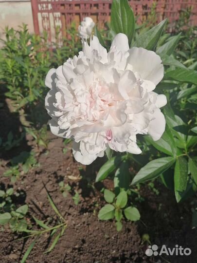 Пионы саженцы