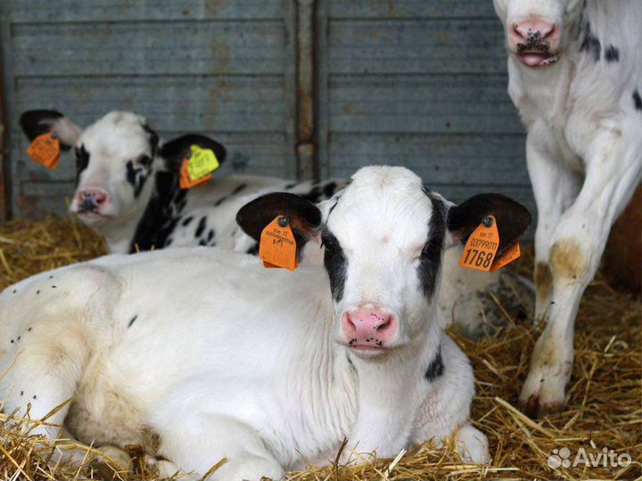 Бычки и телята на откорм, мясные