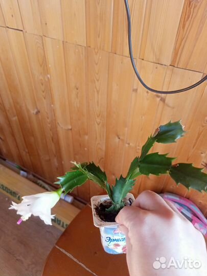 Декабрист шлюмбергера желтый и белый