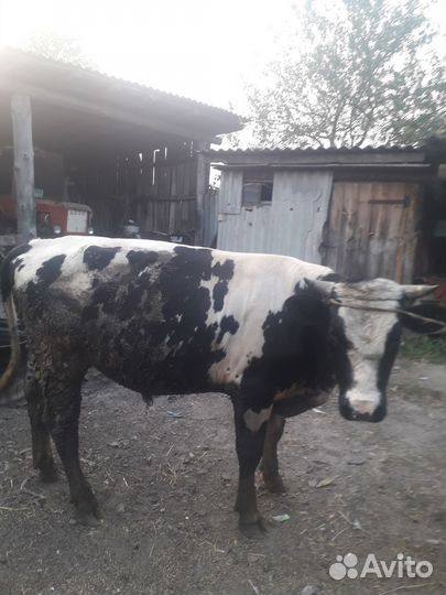 Бык на племя возраст 1год 4месеца