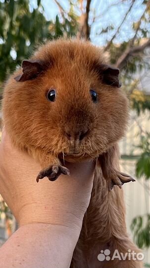 Самец Тедди возраст 8 мес