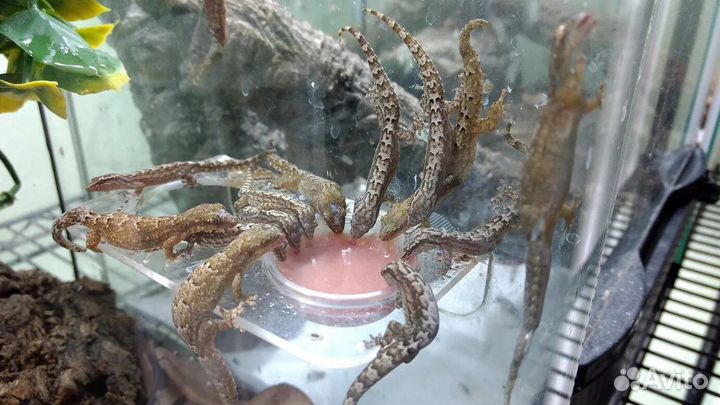 Лугубрис, траурный геккон, формикарий со жнецами