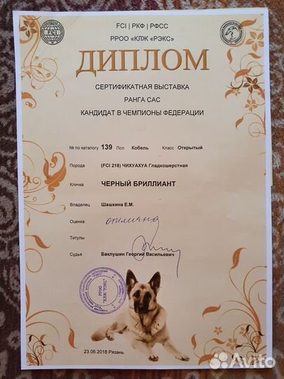 Вязка чихуахуа