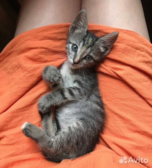 Котенок Василиса 2,5 месяца