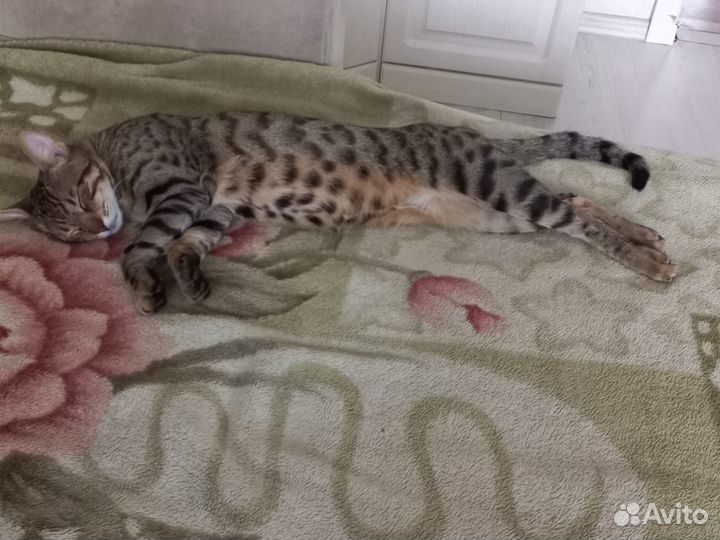 Бенгальский кот вязка