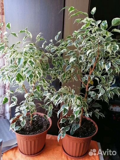 Фикус бенджамина