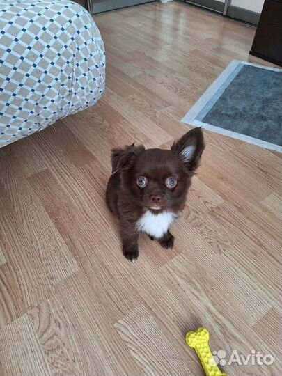 Щенок чихуахуа