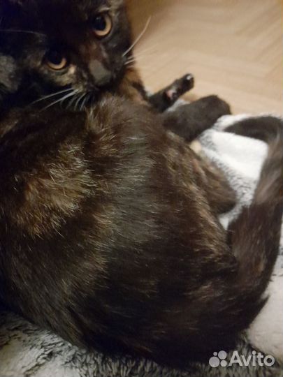 Котенок ищет дом