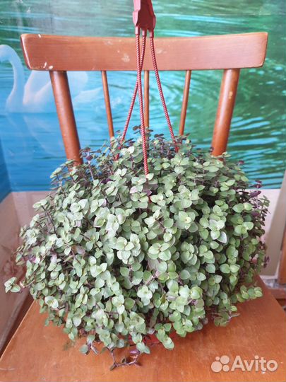 Традесканция Фата Невесты. Мурдания. Каллизия