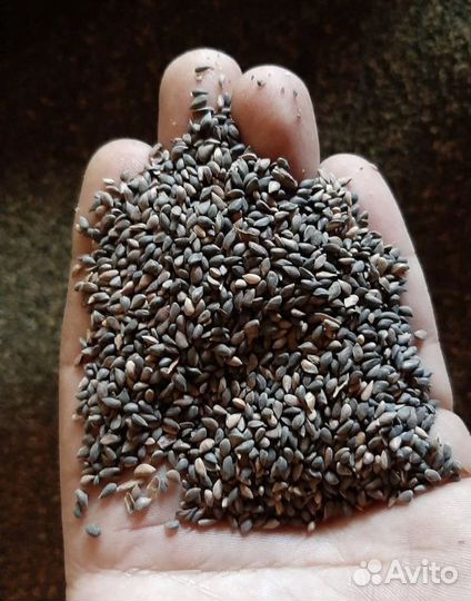 Семена ели обыкновенной