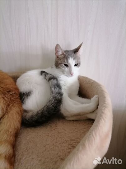 Кошка в дар