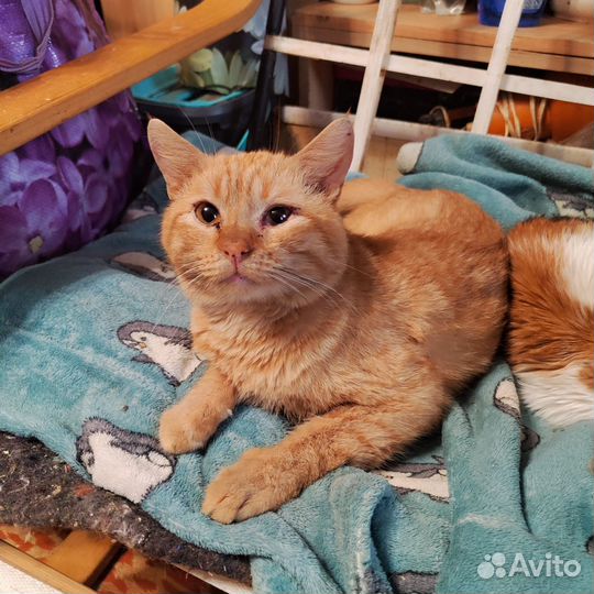 Кошкам очень нужен дом