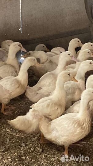 Утки гуси бройллеры