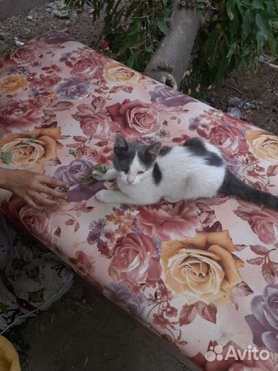 Котенок на улице в опасности