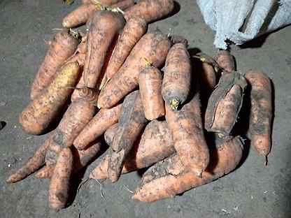 Морковь на корм животным