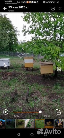 Пчелопакеты карника