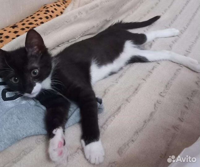 Котенок Маркиз в дар
