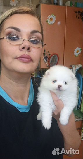 Померанский шпиц мини