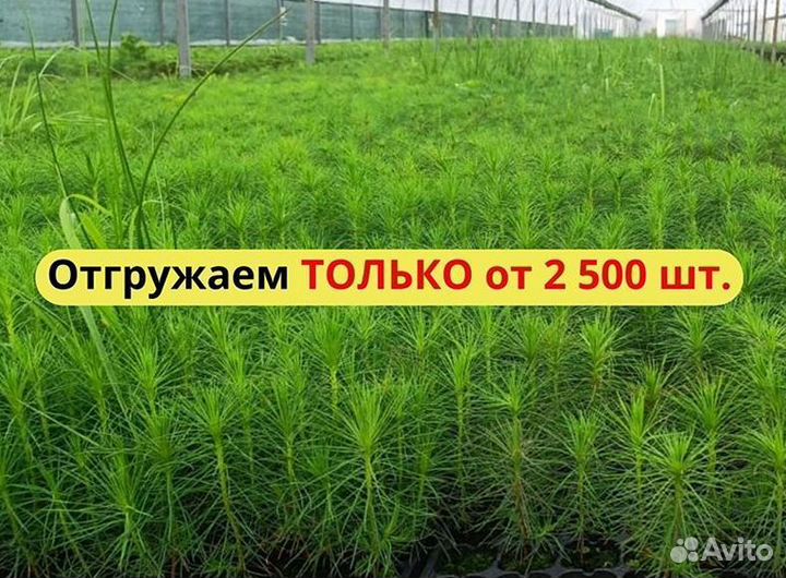 Саженцы сосны зкс от производителя
