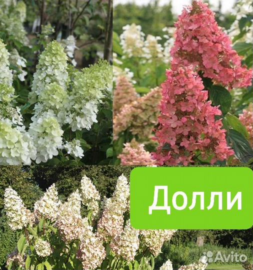 Гортензия