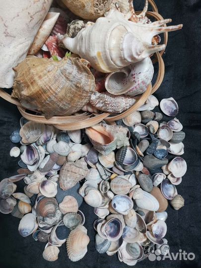 Морские ракушки раковины.Галька