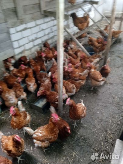 Домашние куриные яйца