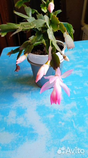 Комнатные цветы. Шлюмбергер - декабрист