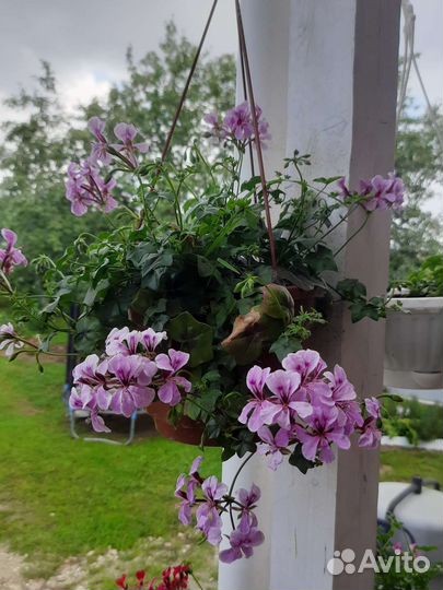 Герань пеларгония плющелистная