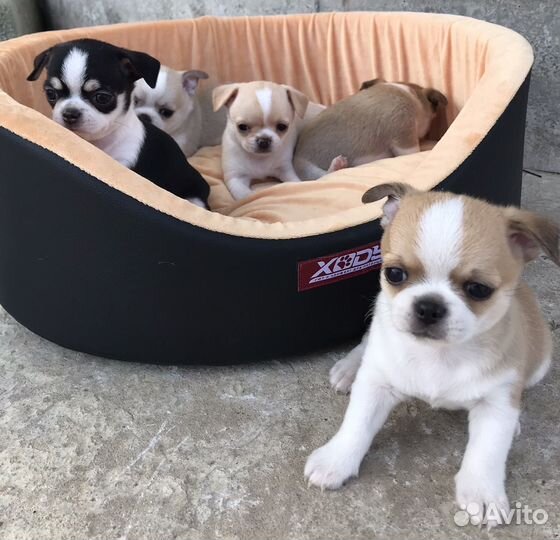 Щенки чихуахуа