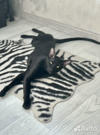 Ориентальная вязка. Ориентальный кот вязка