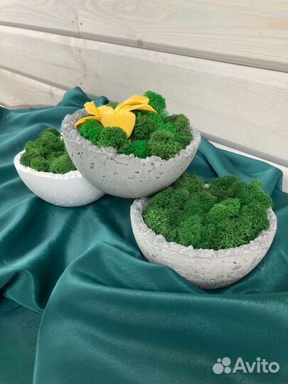 Стабилизированный мох в кашпо