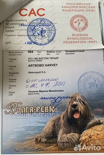 Бостон терьер кобель. Вязка