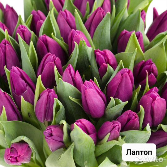 Луковицы тюльпанов