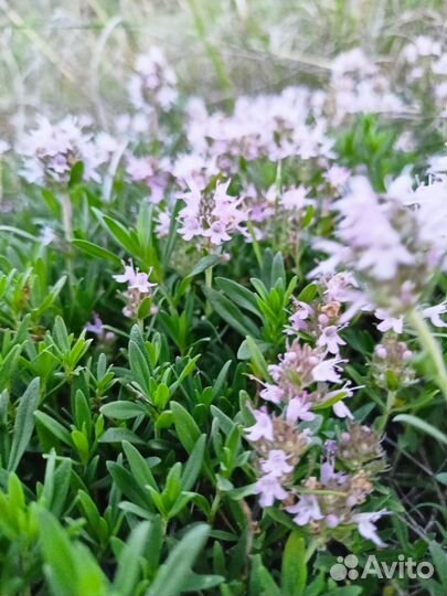 Чабрец сушеный