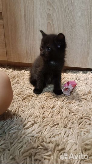 Котеночек