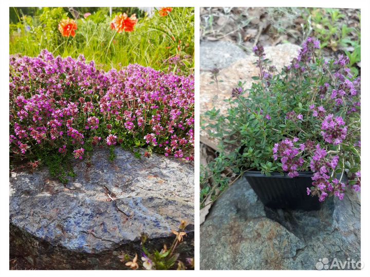 Многолетники садовые