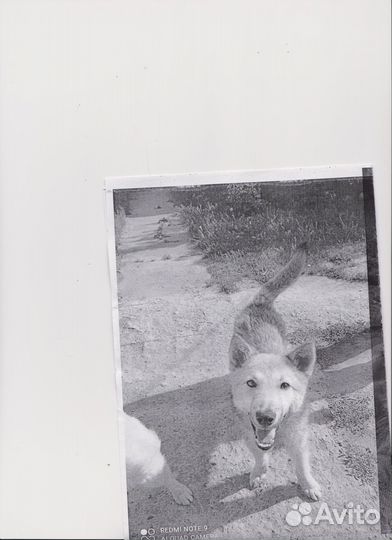 Ищем хозяев для 2-х щенков