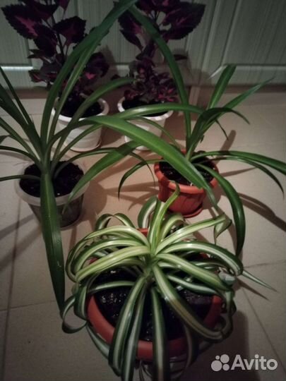 Хлорофитум и другие цветы продаю или обмен