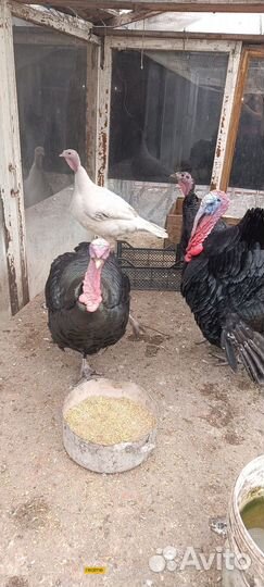 Инкубационное яйцо индейки