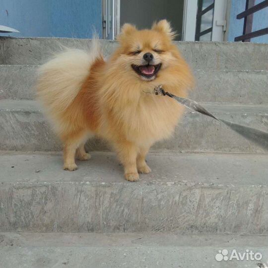 Котопёс гостиница для животных