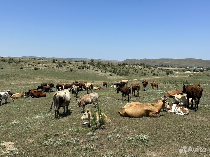 Стадо коров