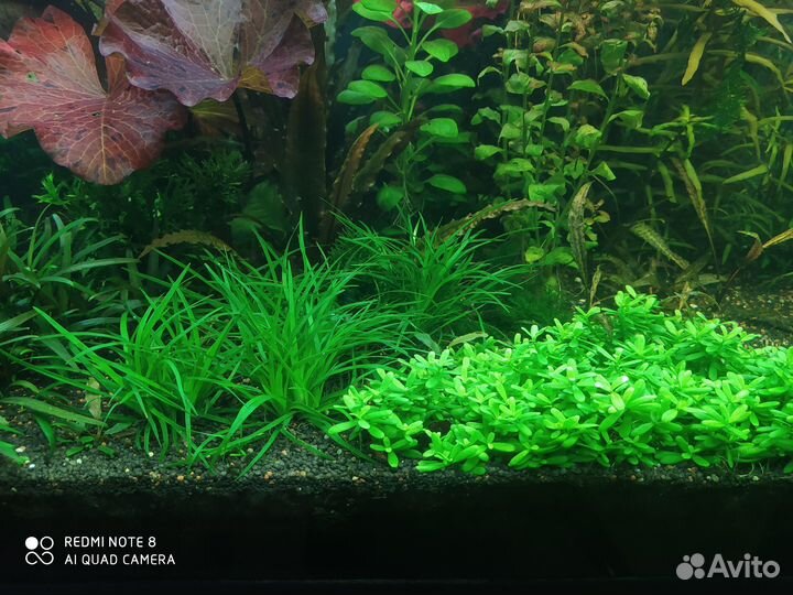 Аквариумные растения