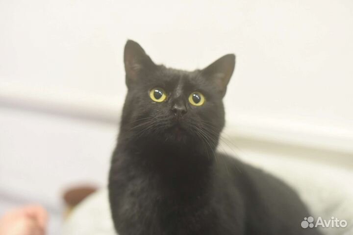 Брит ждет своего человека