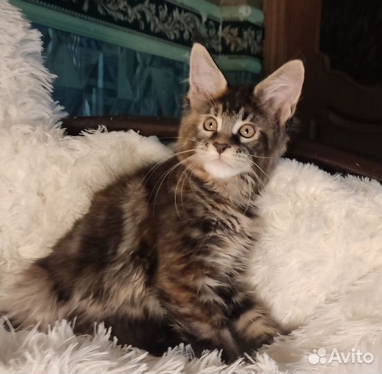 Котята мейн-кун девочки полидакты
