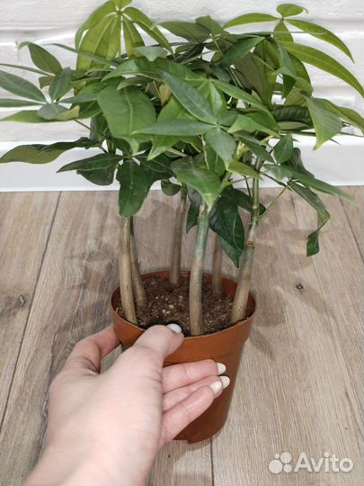 Пахира акватика комнатные растения цветы