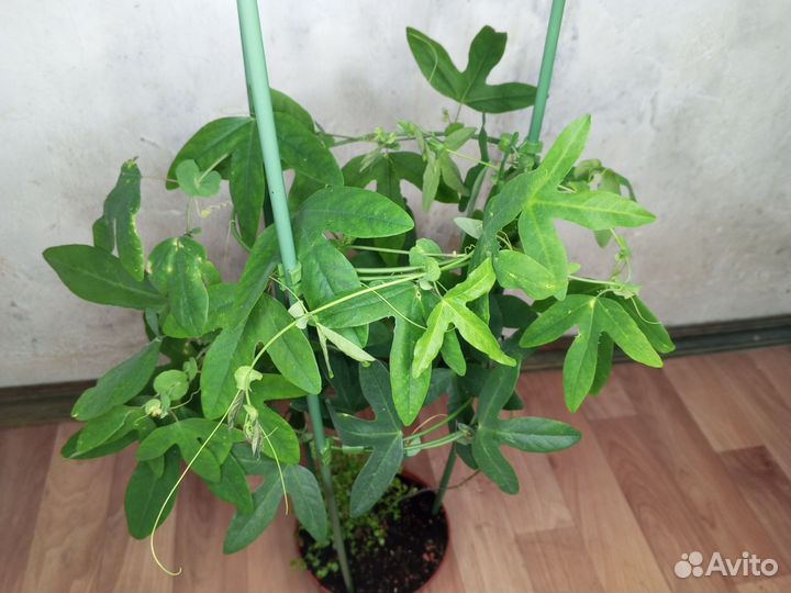 Пассифлора