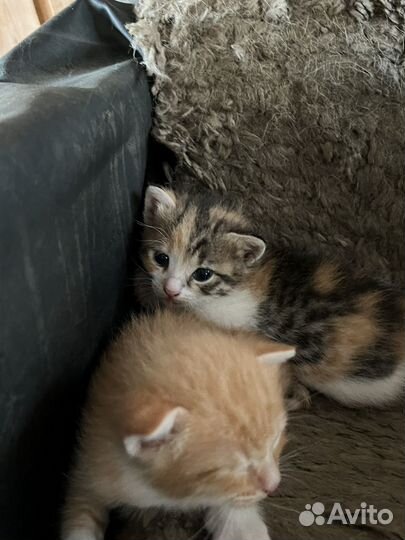 Котята крысоловы